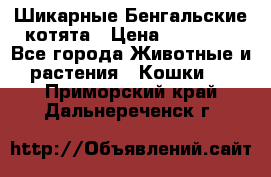 Шикарные Бенгальские котята › Цена ­ 25 000 - Все города Животные и растения » Кошки   . Приморский край,Дальнереченск г.